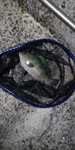 グレの釣果