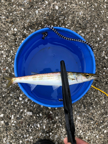 カマスの釣果