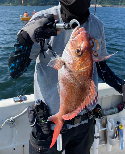 マダイの釣果