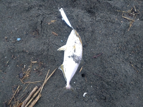 ショゴの釣果