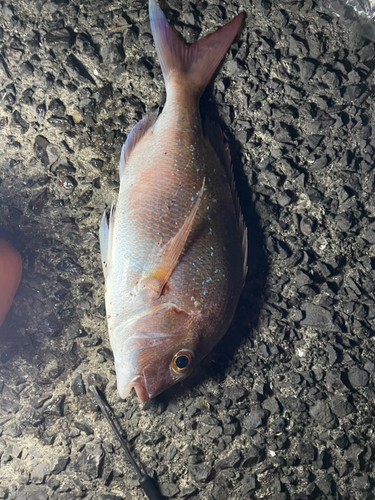 タイの釣果