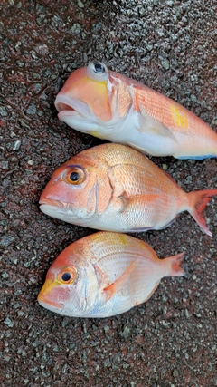 アマダイの釣果