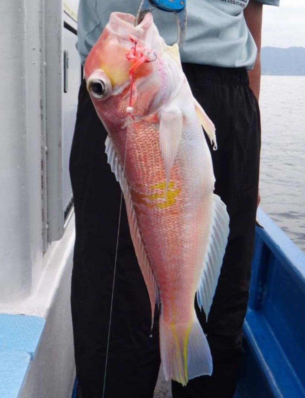 かわぐーさんの釣果 2枚目の画像