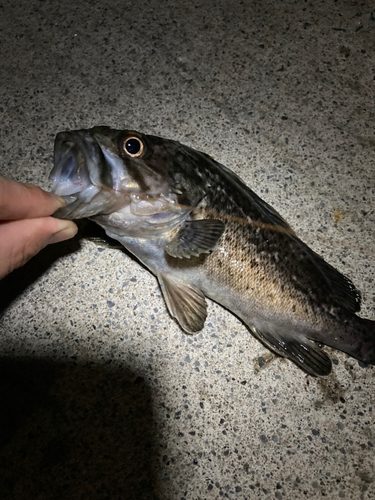 クロソイの釣果