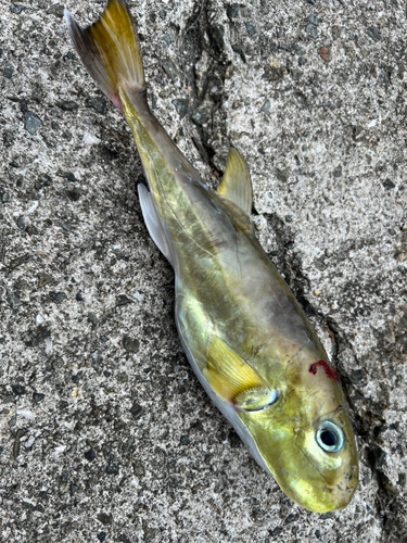 シロサバフグの釣果