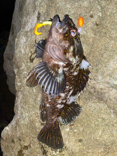 オウゴンムラソイの釣果