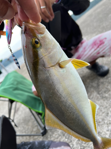 シオの釣果