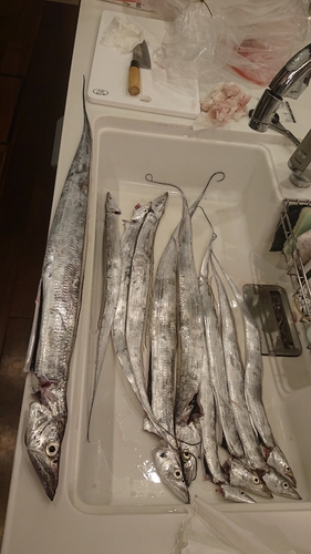 タチウオの釣果