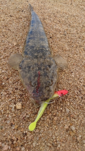 マゴチの釣果