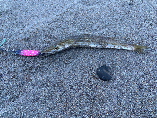 カマスの釣果