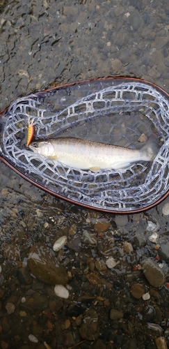 アマゴの釣果