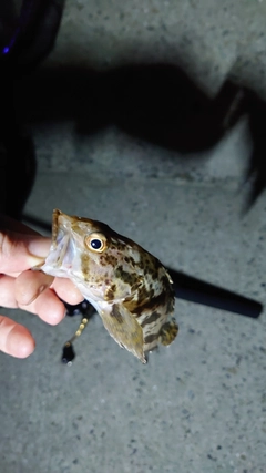 タケノコメバルの釣果