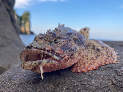 オニカサゴの釣果