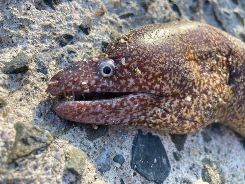 トラウツボの釣果