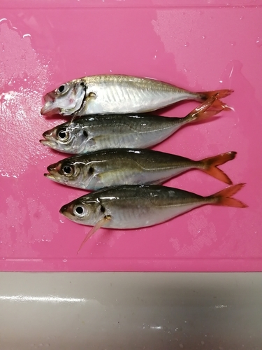 アジの釣果