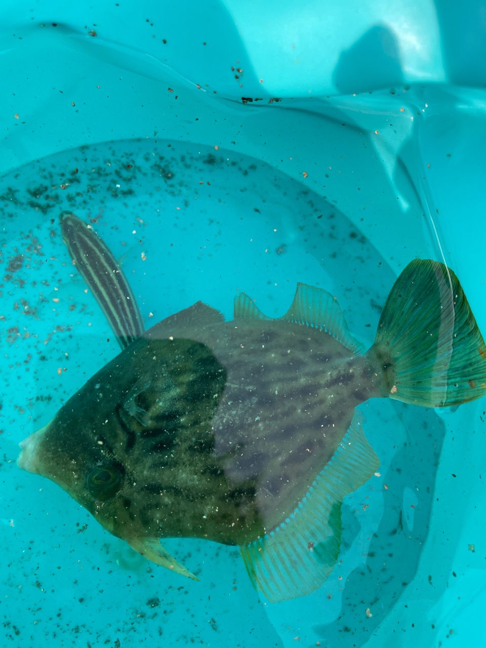 カワハギ
