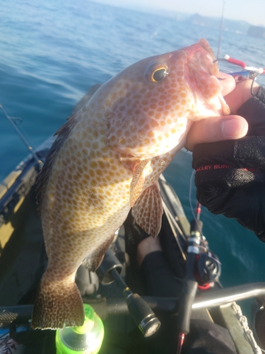 オオモンハタの釣果