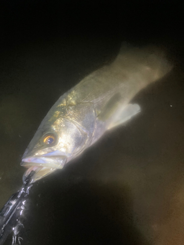 スズキの釣果