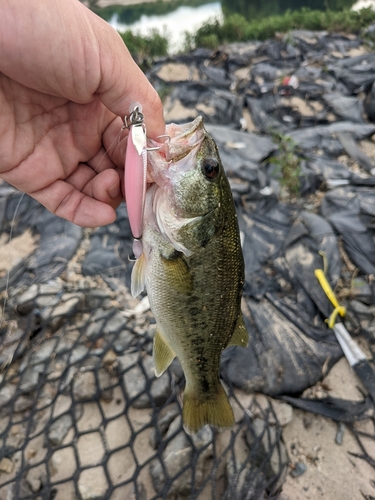 ラージマウスバスの釣果