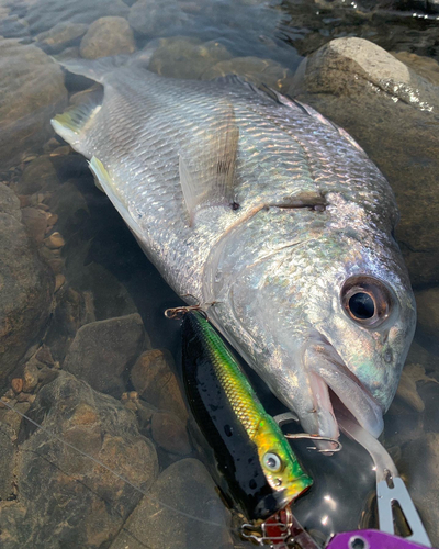 キチヌの釣果