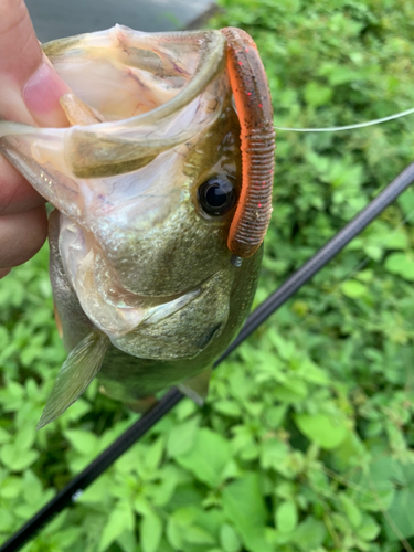 ラージマウスバスの釣果