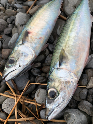 サバの釣果