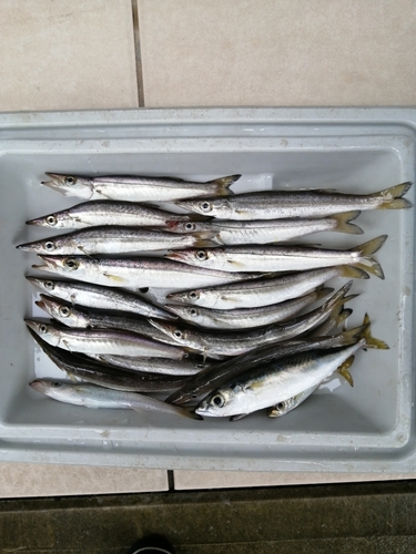 カマスの釣果