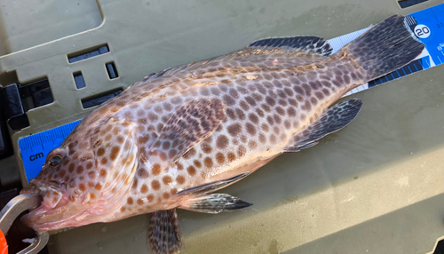 オオモンハタの釣果