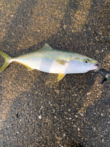 ハマチの釣果