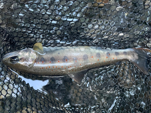 アマゴの釣果