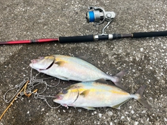 ショゴの釣果