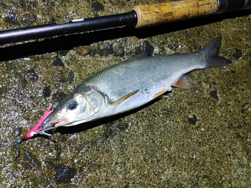 ウグイの釣果