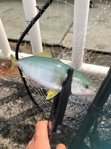 ツバスの釣果