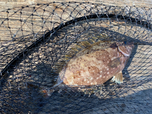 アイゴの釣果