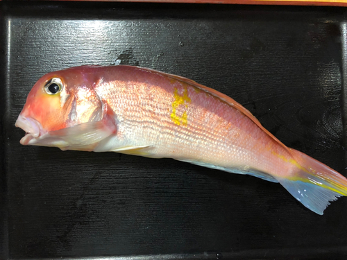 アマダイの釣果