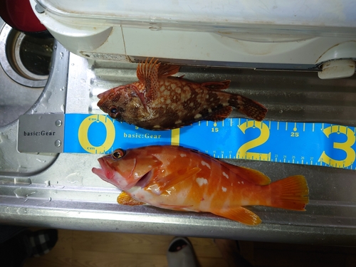 カサゴの釣果