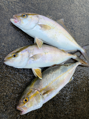 ショゴの釣果