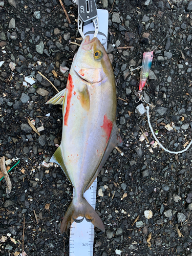 ショゴの釣果