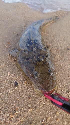 マゴチの釣果