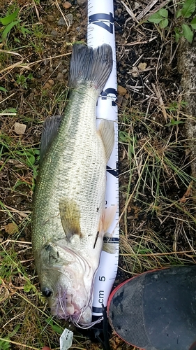 ブラックバスの釣果