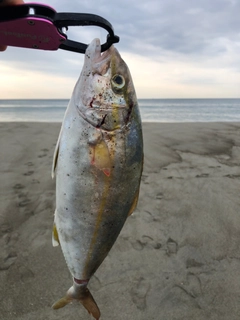 ショゴの釣果