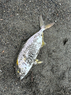 ショゴの釣果