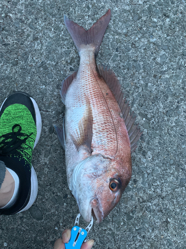 タイの釣果