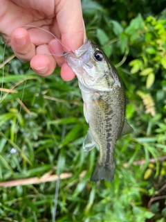 ラージマウスバスの釣果