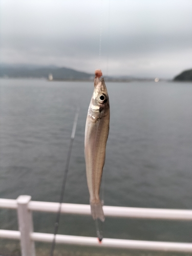 キスの釣果