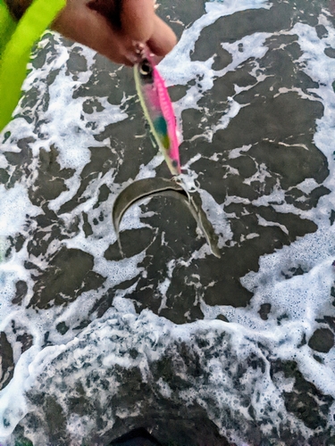 シタビラメの釣果