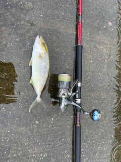 ショゴの釣果