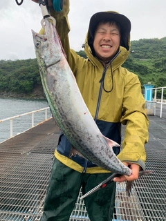 サワラの釣果