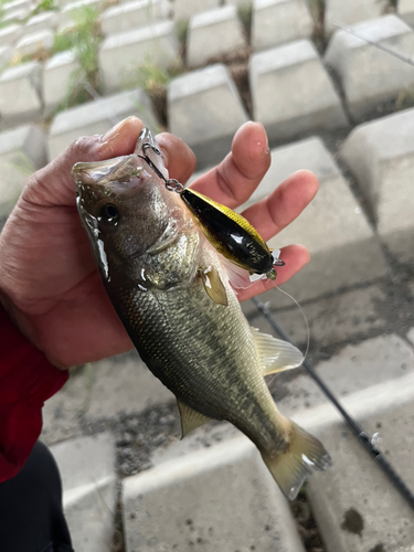 ブラックバスの釣果