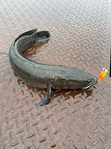 スネークヘッドの釣果